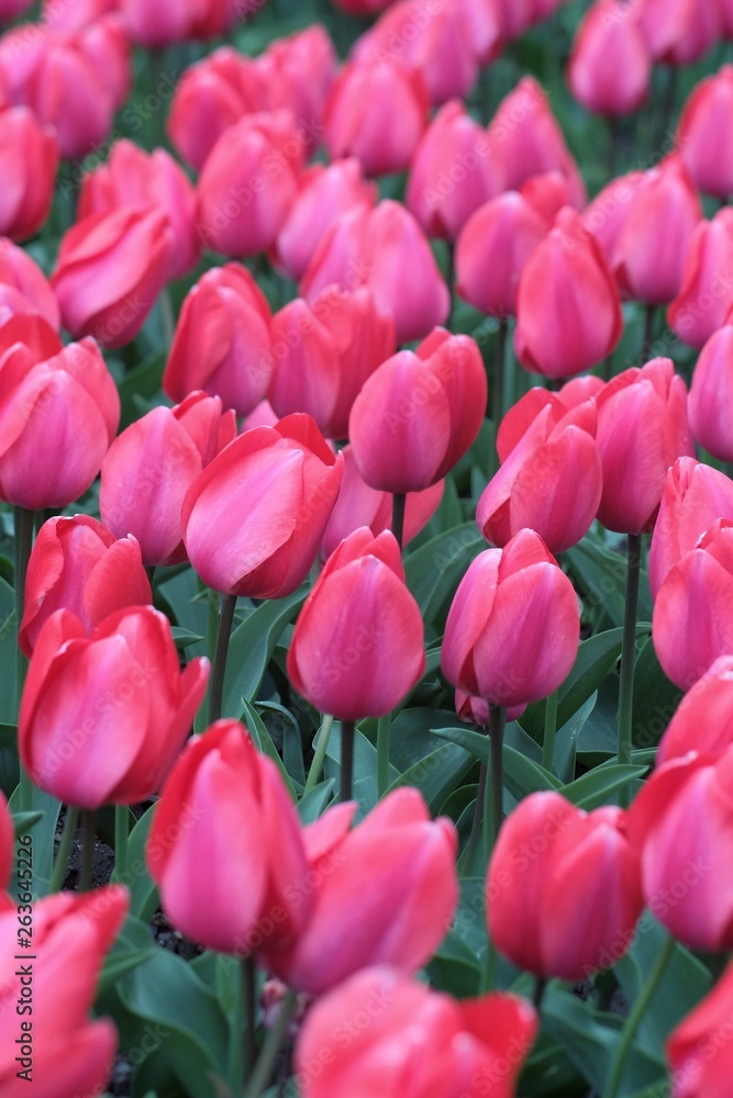 Fototapeta premium Tulips flowers in a garden