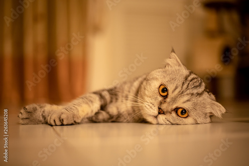 Portrait scottish fold cat in the studio.