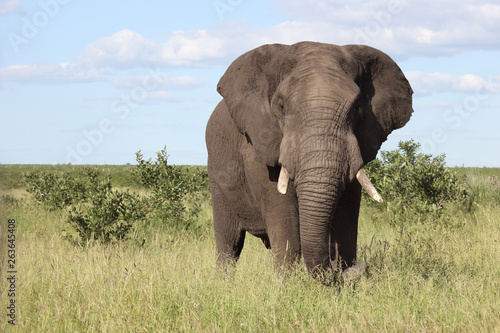 Afrikanischer Elefant   African elephant   Loxodonta africana