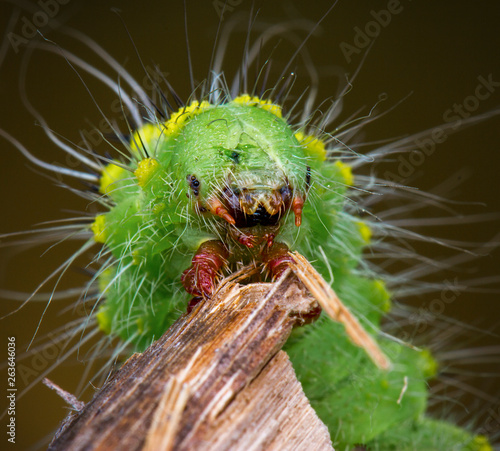 Saturnia pavonia green monster macrophotography larva photo