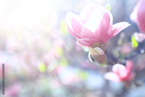 magnolia blossom spring garden / beautiful flowers, spring background pink flowers