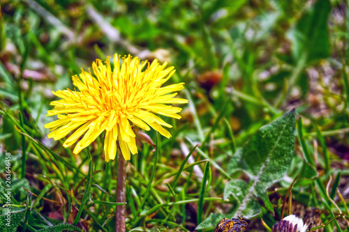 Camomile flower close up view