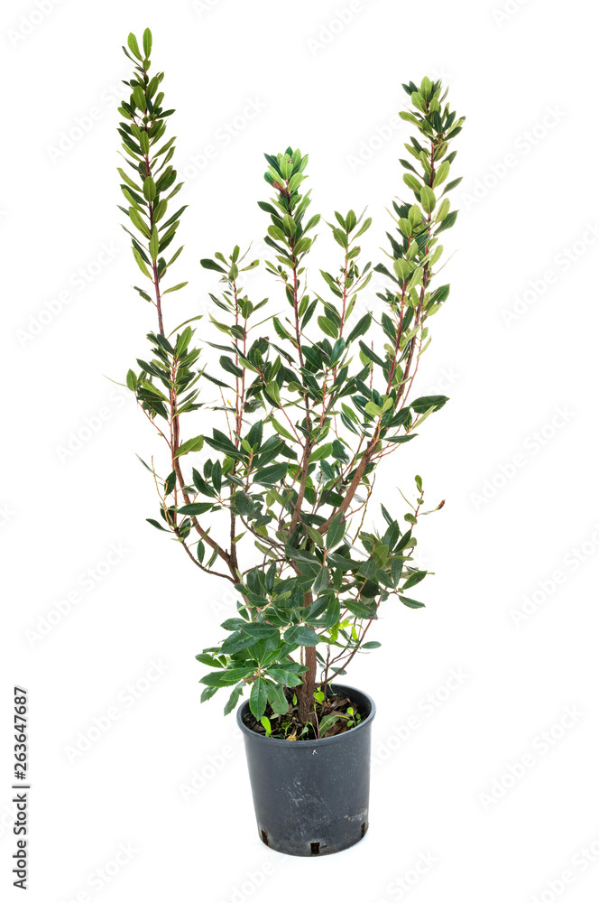 Arbutus unedo in studio Arbutus unedo in studio