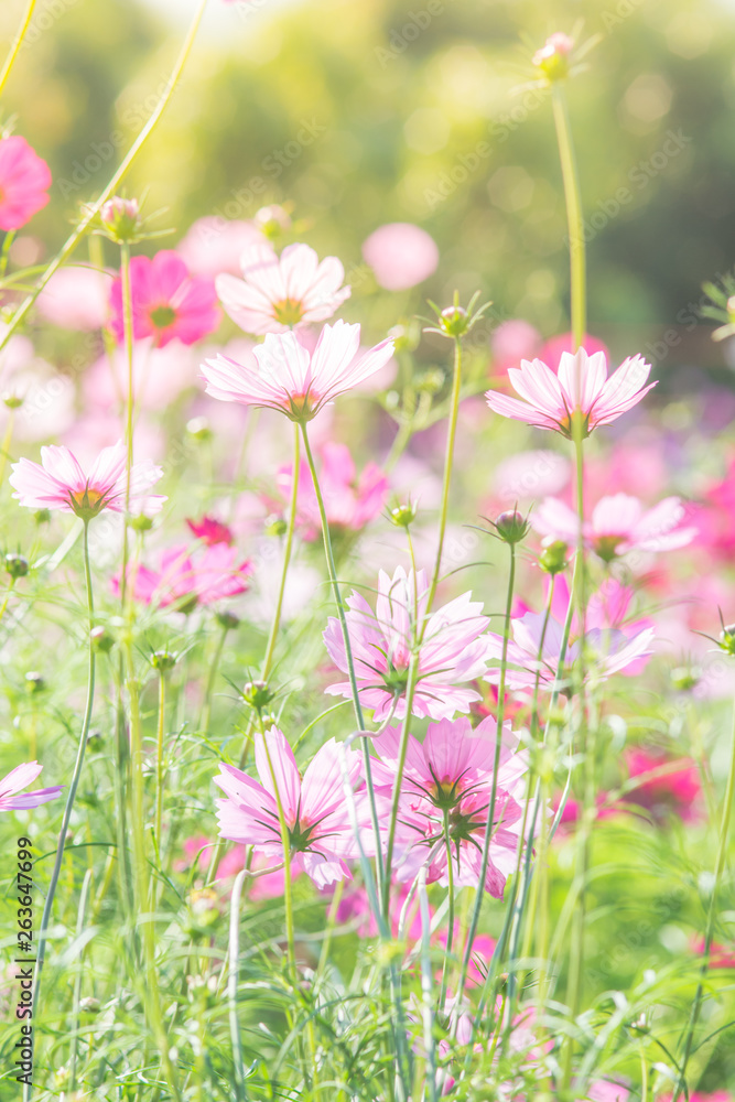 Cosmos flowers in nature, sweet background, blurry flower background, light  pink and deep pink cosmos. Stock Photo | Adobe Stock