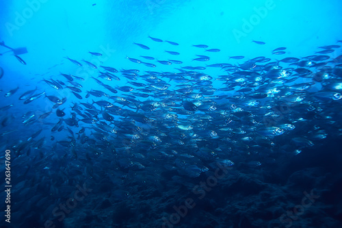 lot of small fish in the sea under water / fish colony, fishing, ocean wildlife scene