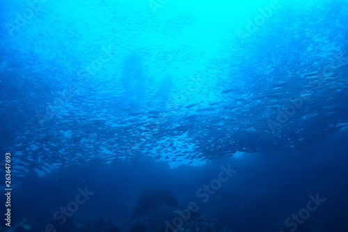 pod wodą ocean / krajobraz podwodny świat, scena niebieska idylla przyroda