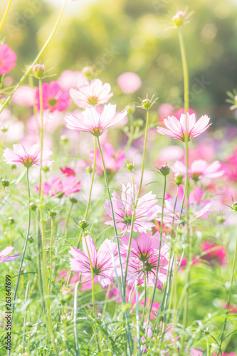 Cosmos flowers in nature, sweet background, blurry flower background, light pink and deep pink cosmos.
