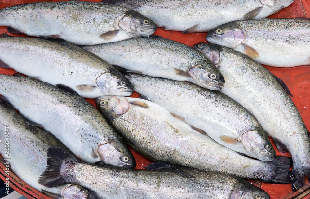 Fresh live fish on ice on open market