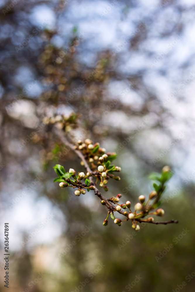 Spring seasonal flowering of trees concept - natural plant background and texture