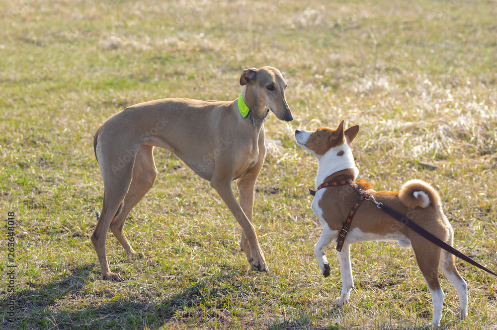 Basenji male (right) and hortaya borzaya female (left) dog first snifing around