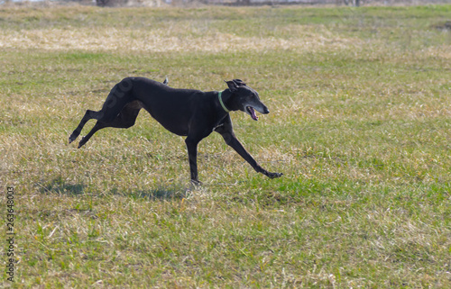 Black hortaya borzaya female dog running in fields at spring season