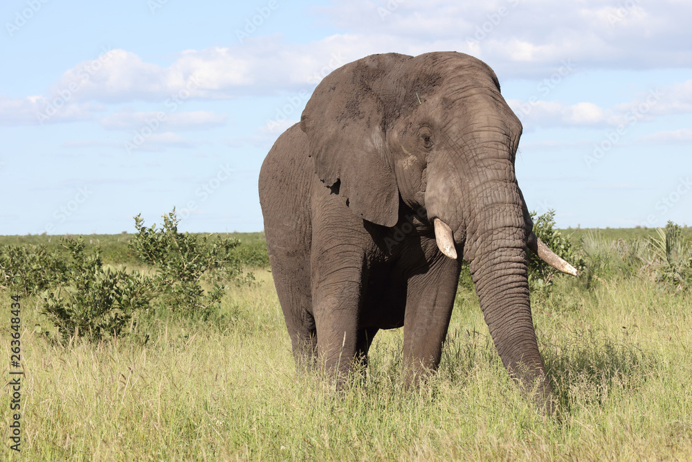 Afrikanischer Elefant / African elephant / Loxodonta africana