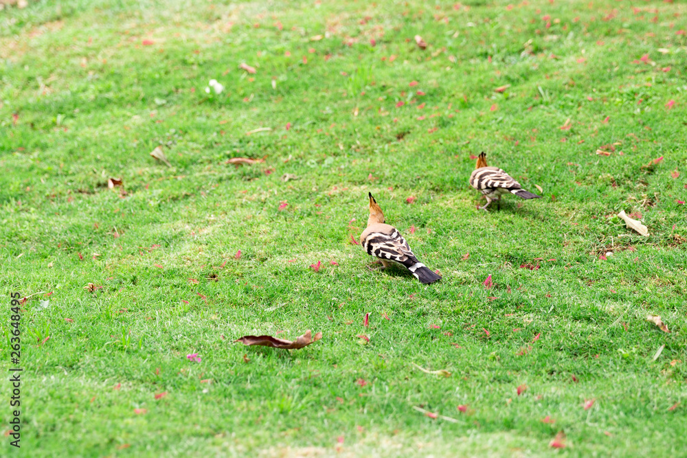 Two Hoopoe bird sitting on green grass close-up Two Hoopoe bird sitting on green grass close-up