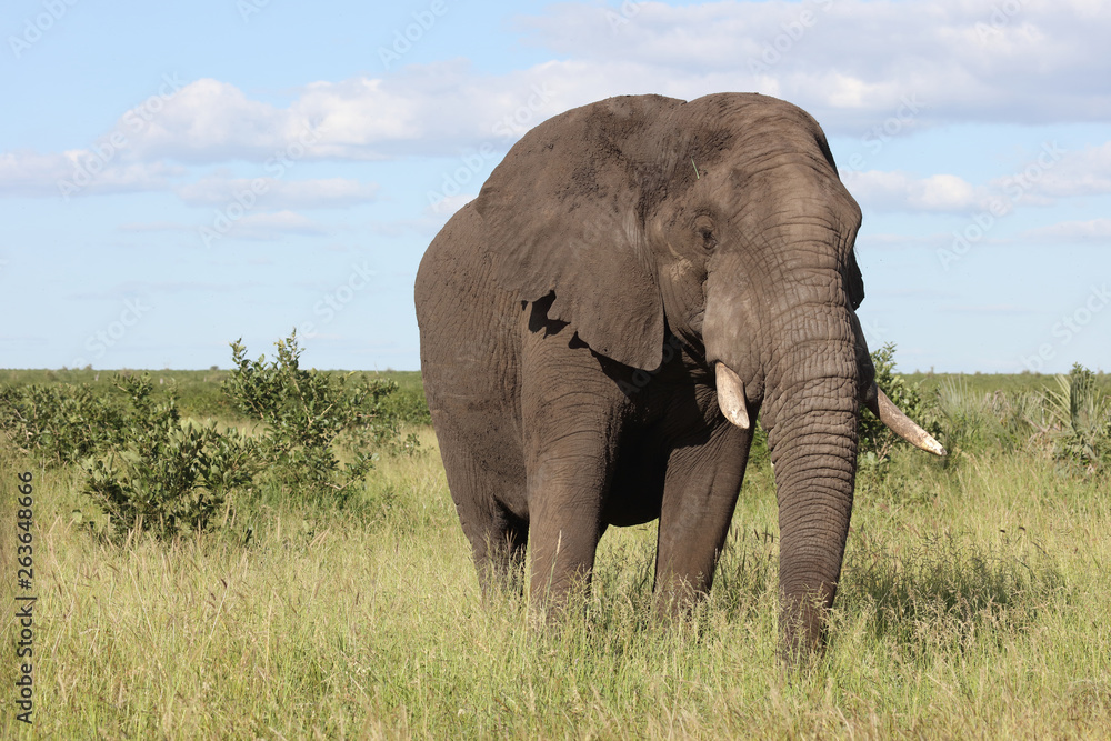 Afrikanischer Elefant / African elephant / Loxodonta africana Afrikanischer Elefant / African elephant / Loxodonta africana