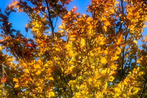 yellow maple tree in autumn