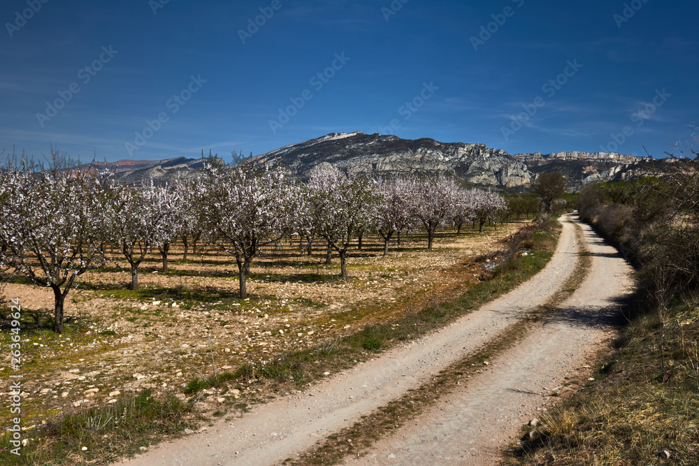 Almond trees field with way Almond trees field with way