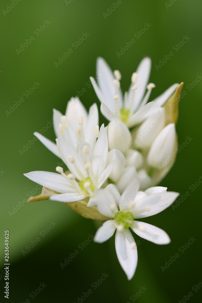 Wild garlic in a Cornish woodland