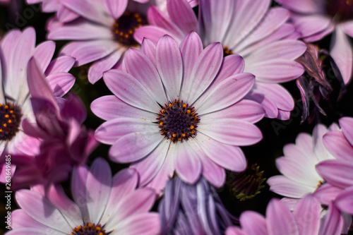 White and purple flower