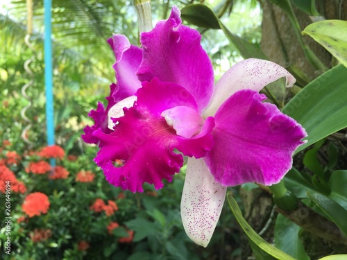flower  Thailand