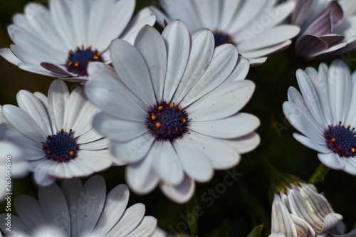 White flower