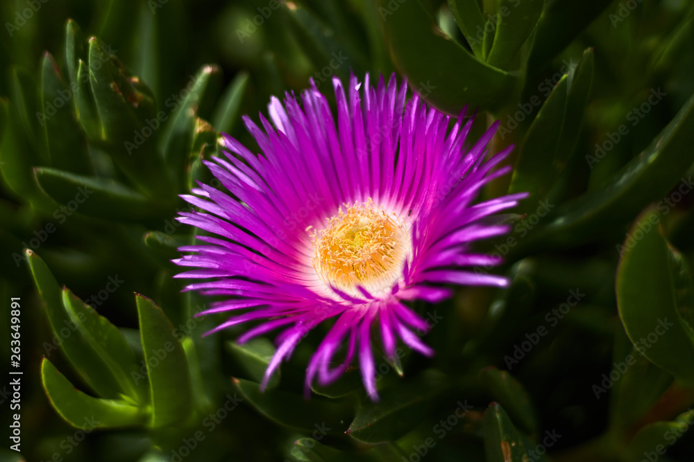 Obraz premium Purple and yellow flower