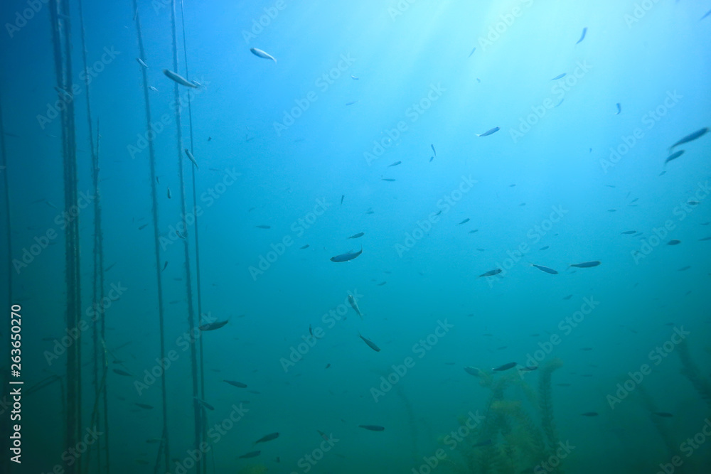 ocean water blue background underwater rays sun / abstract blue background nature water ocean water blue background underwater rays sun / abstract blue background nature water
