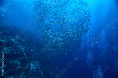 diving into water / sea scene, rest in the ocean, wildlife under water