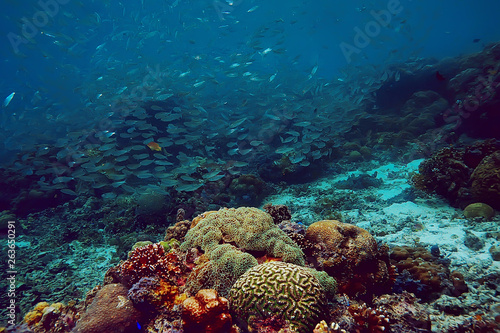 underwater world / blue sea wilderness, world ocean, amazing underwater