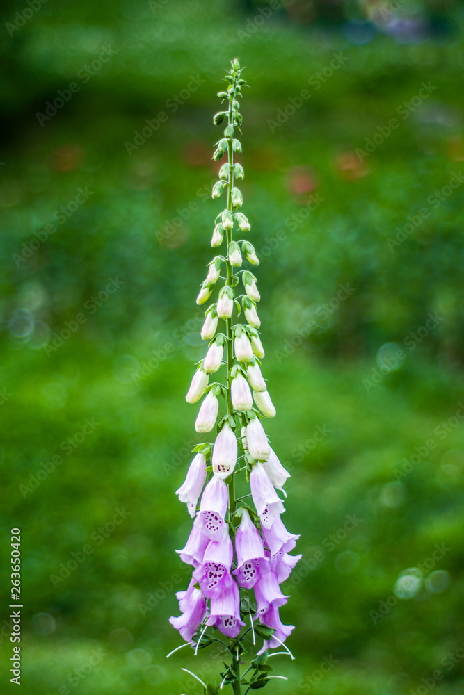 beautiful wild flower in the meadow: color violet beautiful wild flower in the meadow: color violet
