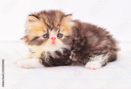 cutte persian baby kitten playing photo