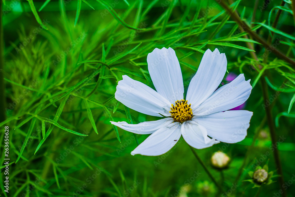 beautiful wild flower in the meadow: color white and wellow beautiful wild flower in the meadow: color white and wellow