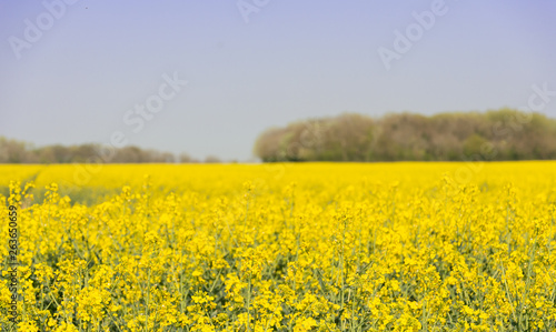 Field of oil-seed rape © Nimur