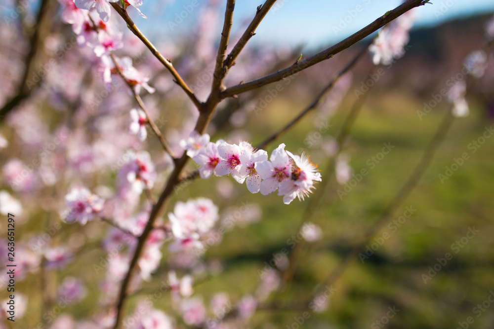 sweet peach blossoms in early spring sweet peach blossoms in early spring
