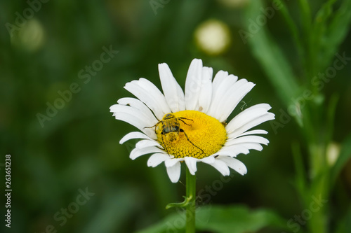 Flower Scarab Beettle on Ox Eye Daisy Flowers in Summer photo