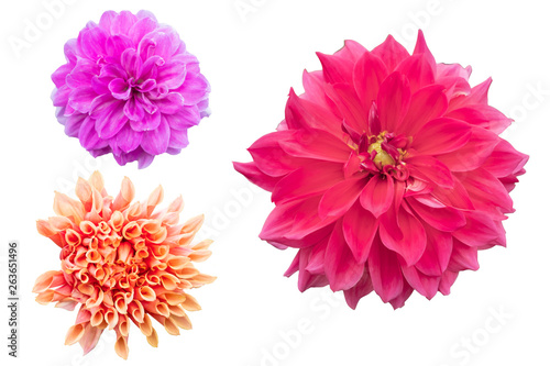 Blurred for Background.Beautiful dahlia isolated on the white background. Photo with clipping path.