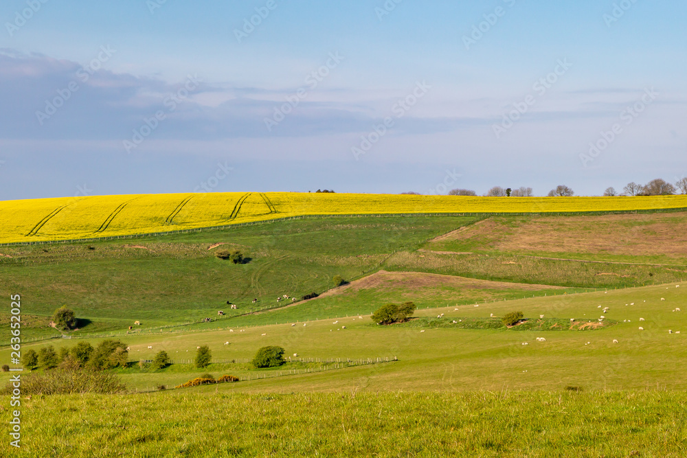 A Sussex Farm Landscape on a Sunny Spring Morning, with Sheep Grazing in a Field