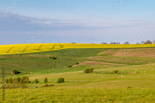 A Sussex Farm Landscape on a Sunny Spring Morning, with Sheep Grazing in a Field