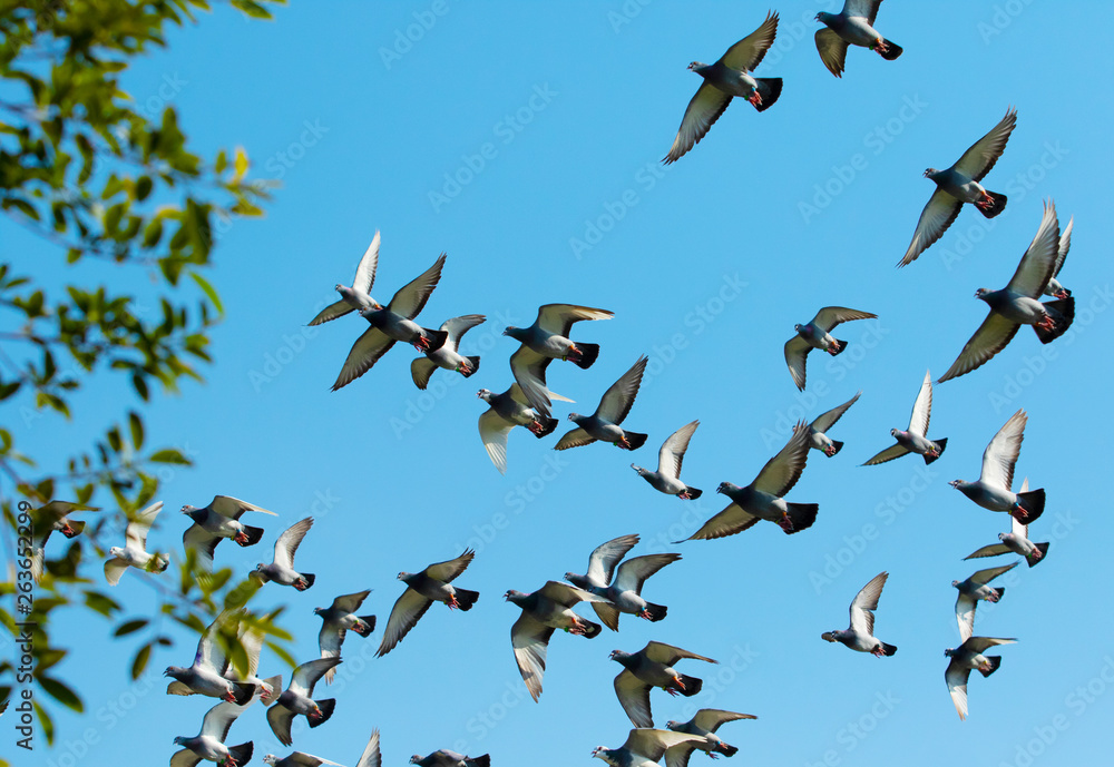 flock of speed racing pigeon bird flying against clear blue sky