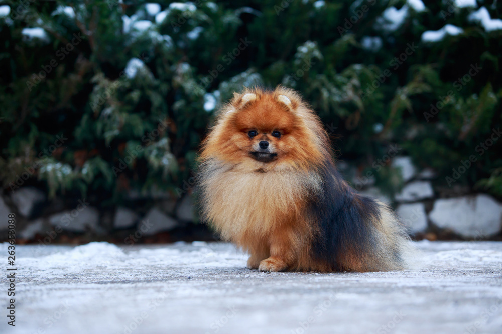Obraz premium the dog breed pomeranian spitz