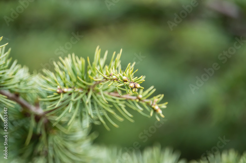 Cedar Leaves in Springtime