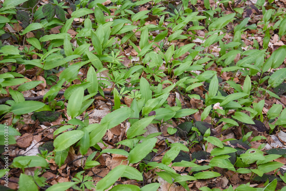 Ramson, Wild garlic in forest. Spring medicinal plant Allium ursinum also known as wild garlic, bear leek or bear's garlic Ramson, Wild garlic in forest. Spring medicinal plant Allium ursinum also known as wild garlic, bear leek or bear's garlic