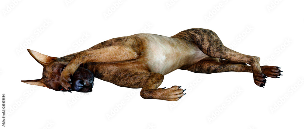 Obraz premium 3D Rendering Brindle Grat Dane Dog on White