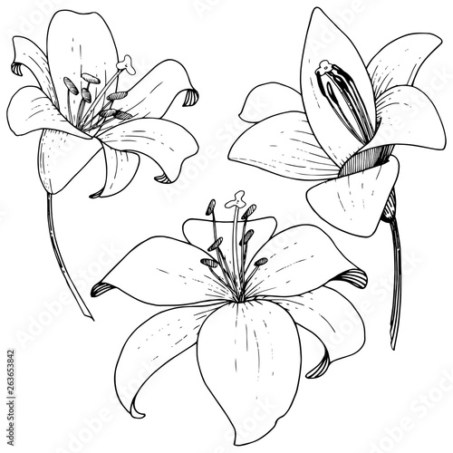 Vector Lily floral botanical flower. Engraved ink art on white background. Isolated lilium illustration element.