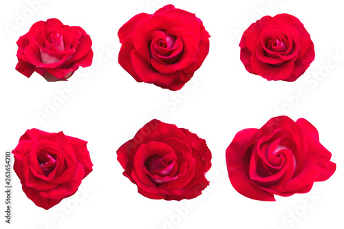Blurred for Background.Beautiful Red rose isolated on the white background. Photo with clipping path.