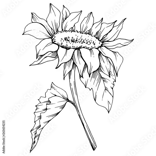 Vector Sunflower floral botanical flower. Black and white engraved ink art. Isolated sunflower illustration element.