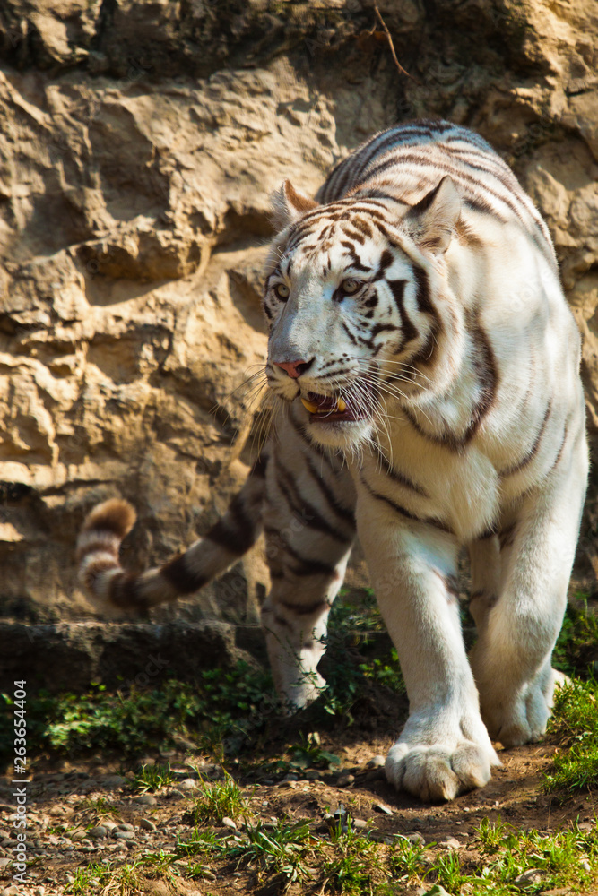 Weißer Bengal-Tiger (Panthera tigris tigris)