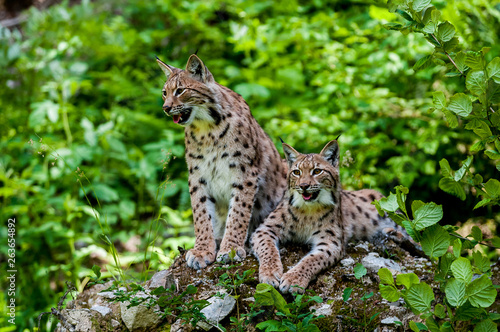 Euarasian Lynx (Lynx lynx) siblings in nature of National Park Velka Fatra, Slovakia © Tomas Hulik