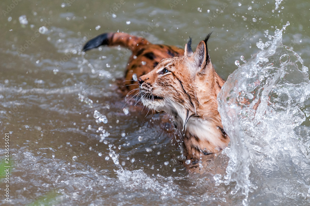 Eurasian lynx (lynx lynx) hunting in river in wild nature, Slovakia