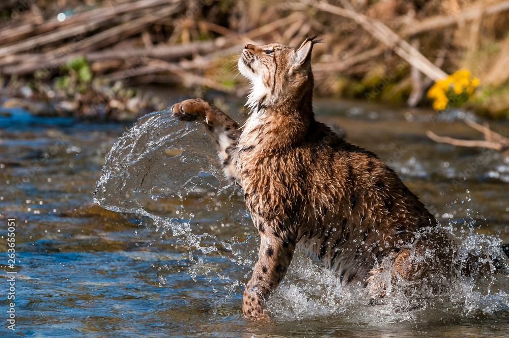 Eurasian lynx (lynx lynx) hunting in river in wild nature, Slovakia
