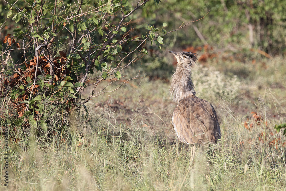 Riesentrappe / Kori bustard / Andreotis kori. Riesentrappe / Kori bustard / Andreotis kori.